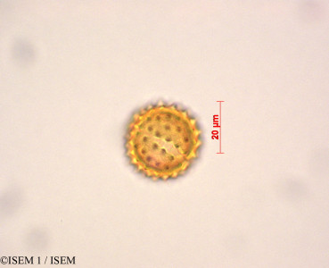 ISEM 1/Belloa_schultzii_29053/Belloa_schultzii_29053_0001(copy)_thumb.jpg